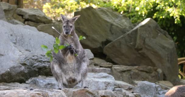 Kangoeroe voederen van dieren, baby op zoek uit vrouwelijke tas — Stockvideo