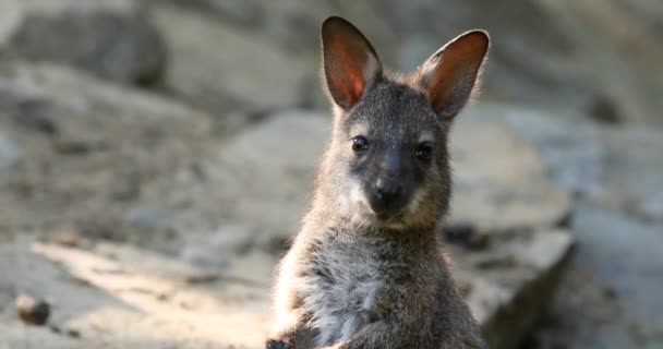 Kis aranyos baba, a kangaroo etetés — Stock videók