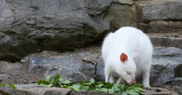 Fütterung weißes Albino-Känguru, rotes Halswallaby — Stockvideo