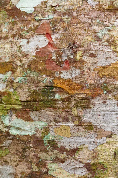 Bark texture, pattern for background or backdrop — Stock Photo, Image