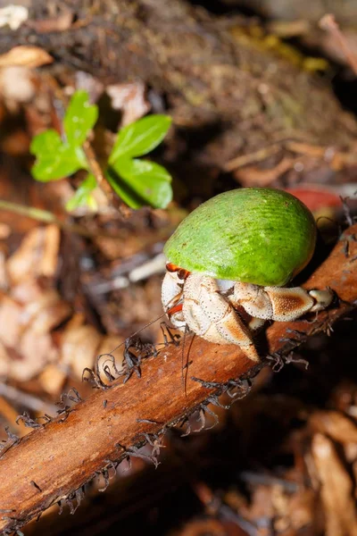 Cangrejo ermitaño con caparazón de caracol verde Madagascar — Foto de Stock