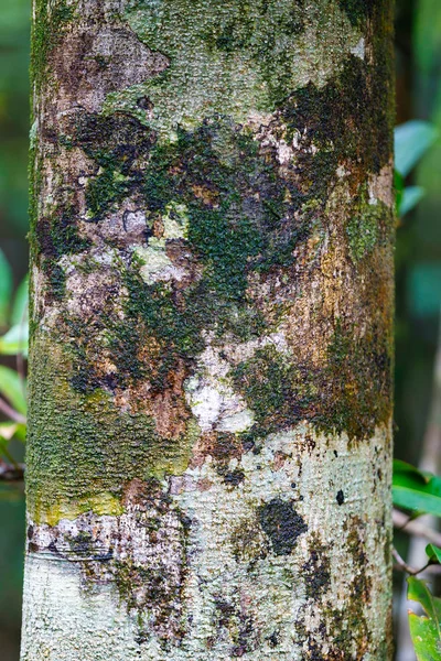 나무 껍질 질감, 배경 또는 배경 패턴 — 스톡 사진