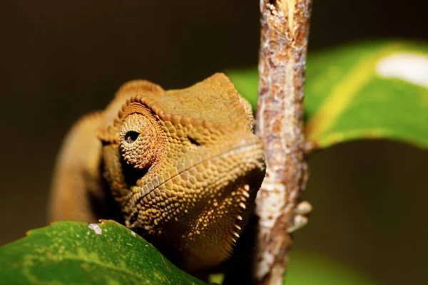 Gyönyörű párduc kaméleon, Madagaszkár — Stock Fotó