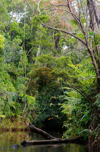 Masoala nationalpark landskap, Madagaskar — Stockfoto