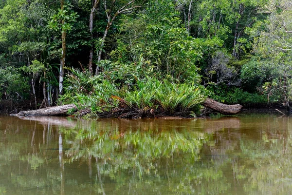 Masoala 国家公园风景, 马达加斯加 — 图库照片