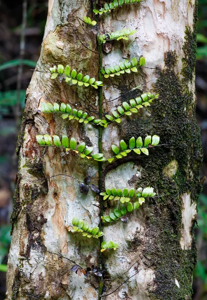 Small plant on trees in Madagascar rainforest — Stock Photo, Image