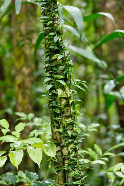 Kleine plant op bomen in het regenwoud van Madagaskar — Stockfoto