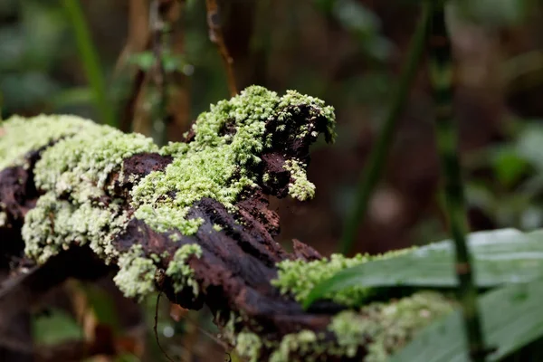 Kleine Pflanze auf Bäumen im Madagaskar-Regenwald — Stockfoto