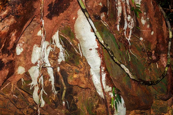 Barevné kořeny v deštném pralese na Madagaskaru — Stock fotografie