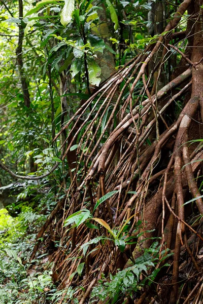 Δέντρο που ενισχύθηκε από τις ρίζες, Μαδαγασκάρη τροπικό δάσος — Φωτογραφία Αρχείου
