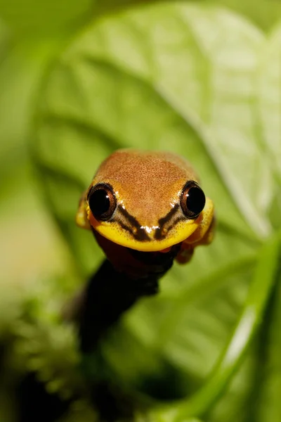 Gyönyörű sárga levelibéka, Madagaszkár — Stock Fotó