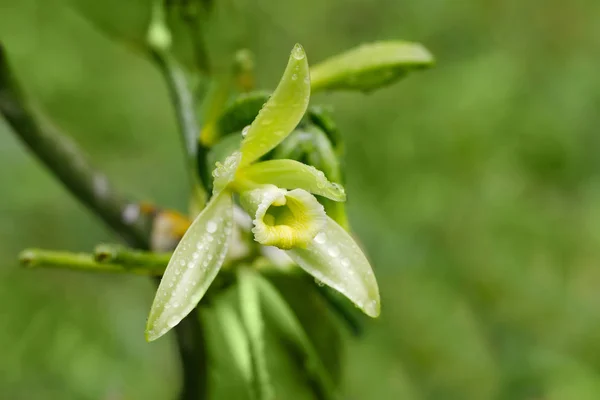 Kwiat wanilii roślin, Madagaskar — Zdjęcie stockowe