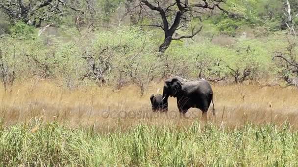 Selvaggio Africano Elefante Femmina Con Bambino Africa Safari Giorno Molto — Video Stock