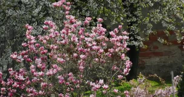 Beautiful Spring Pink Magnolia Tree Moving Wind Springtime Garden — Stock Video