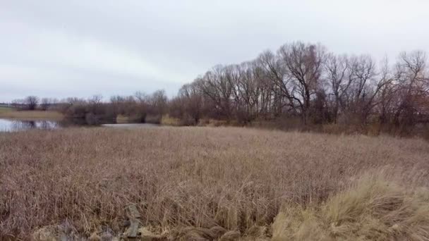 在冬天的池塘上空飞过芦苇 宁静的景象 空中的风景 — 图库视频影像