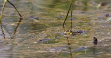 Yeşil marsh kurbağa bahar gölet üzerinde Pelophylax ridibundus Avrupa'ya, yerel çek, Avrupa yaban hayatı