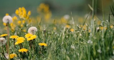 Bahar çayır dandelions fresh Breeze, sakin bahar kırsal doğal sahne ile