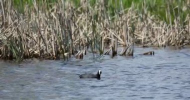 Kuş, Avrasya Sakarmeke (Fulica atra). Küçük gölet üzerinde yeşil sazlık ördek besleme siyah. Çek yaban hayatı. Yakın çekim