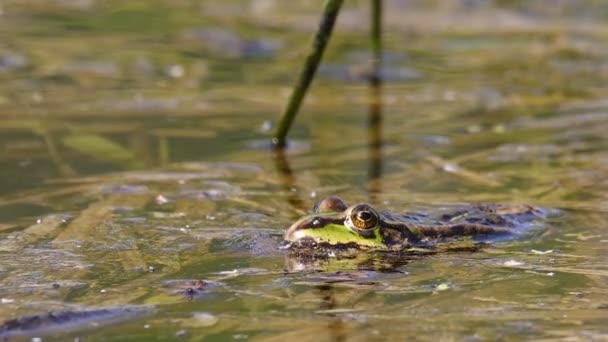 Πράσινο Βάλτο Βάτραχος Λίμνη Την Άνοιξη Pelophylax Ridibundus Είναι Εγγενές — Αρχείο Βίντεο