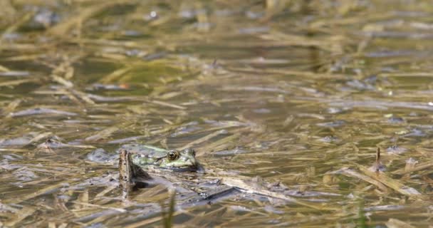 Grenouille Des Marais Verts Sur Étang Printanier Pelophylax Ridibundus Est — Video