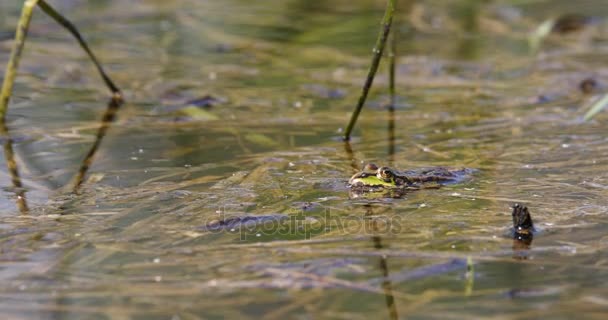 Grenouille Des Marais Verts Sur Étang Printanier Pelophylax Ridibundus Est — Video