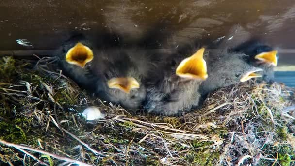 Ptáci Hnízdící Otevřenou Hubou Hnízdě Křičí Rehek Domácí Rehek Ochruros — Stock video