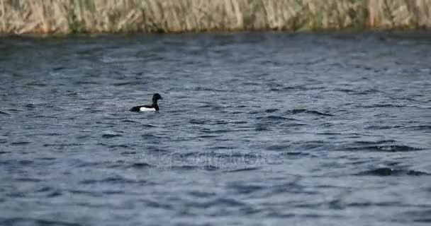 Bird Eurasian Coot Fulica Atra Pato Negro Alimentándose Pequeño Estanque — Vídeos de Stock