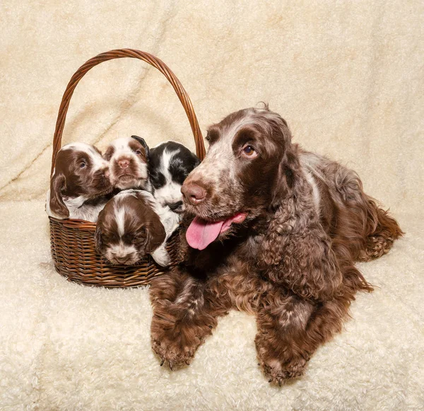 Family of lying English Cocker Spaniel dog — Stock Photo, Image