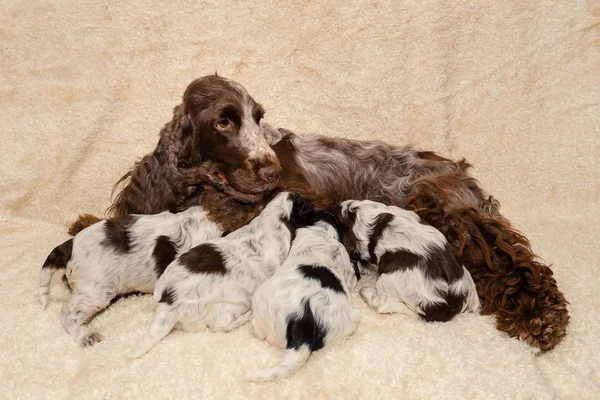 Familia de mentir Inglés Cocker Spaniel perro — Foto de Stock
