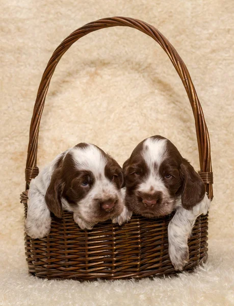 Dos cachorro de marrón Inglés Cocker Spaniel perro — Foto de Stock