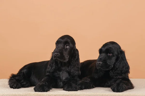 Собаки Англійська кокер спаніель — стокове фото