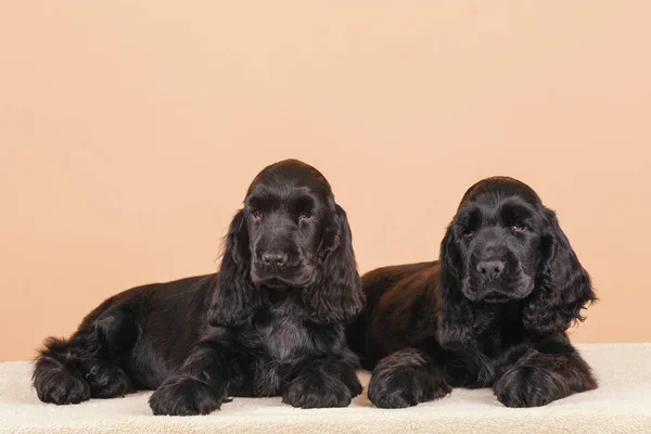 Hond Engels cocker spaniel — Stockfoto