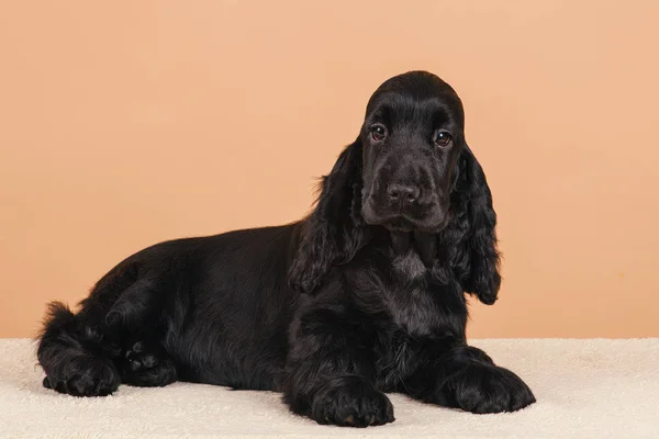 Anjing English Cocker Spaniel — Stok Foto