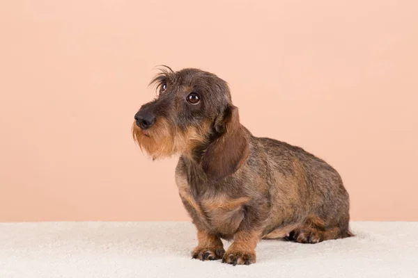 茶色の犬のダックスフントの女性の肖像画 — ストック写真