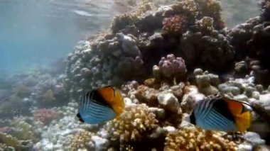 Kızıldeniz, Marsa Alam, Mısır balık ile mercan Bahçe