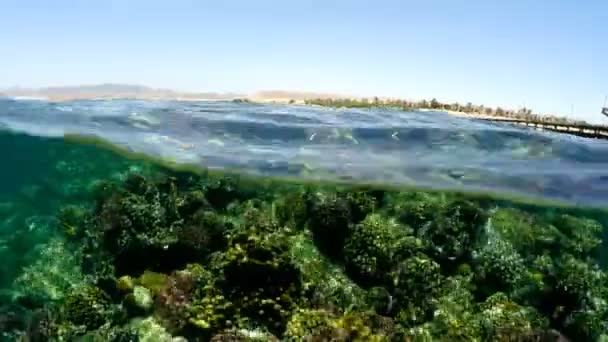 Unterwasser- und Oberflächenblick im tropischen Meer — Stockvideo