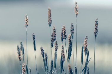 üzerinde çayır çimen, renk soyut