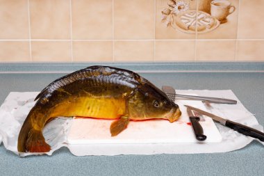 Taze ölü sazan (Cyprinus carpio)