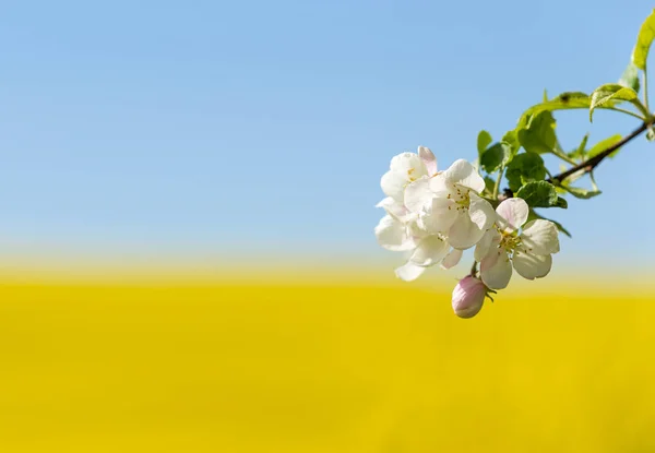 Blühender weißer Apfelbaum — Stockfoto