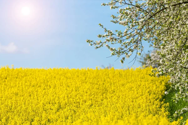 Floração árvore de maçã branca — Fotografia de Stock