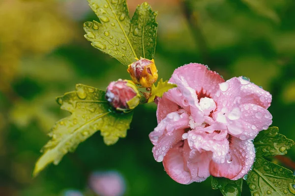 Bellissimo fiore di ibisco viola — Foto Stock