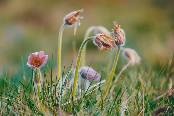 Spring flower Pulsatilla pratensis (small pasque flower) — Stock Photo, Image