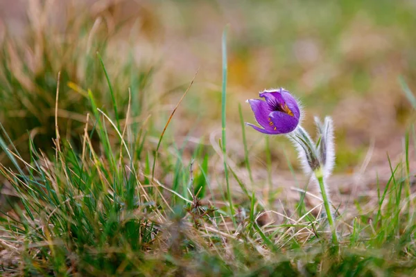 Flor de primavera Pulsatilla pratensis (pequena flor pasque ) — Fotografia de Stock