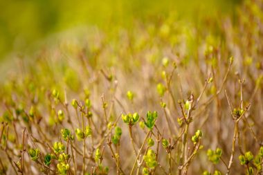 Bahar ağaç bahar üzerinde dostum