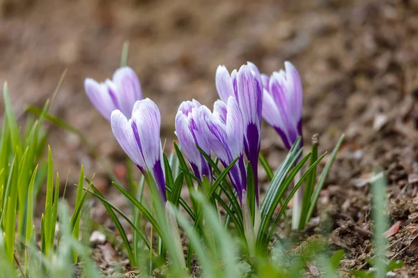 Spring flower Pulsatilla pratensis (small pasque flower) — Stock Photo, Image