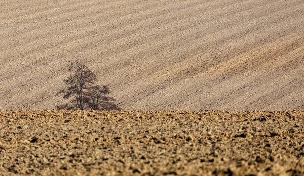 Одинокое дерево перед весенним полем — стоковое фото