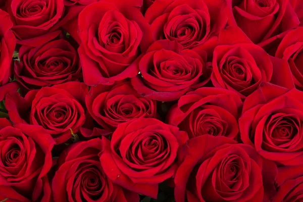 Rose rosse sfondo — Foto Stock