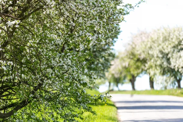 Estrada com árvore em flor — Fotografia de Stock