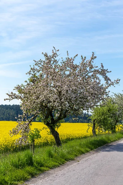 Camino con árbol en flor —  Fotos de Stock