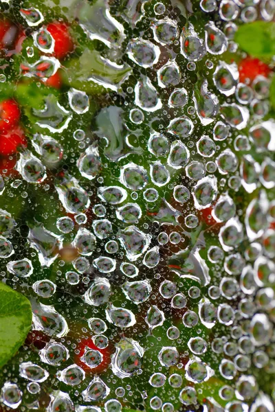 Queda de água na teia de aranha — Fotografia de Stock